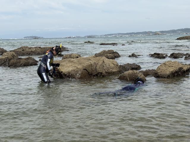 台風の影響で潜れず、作戦変更で藻場再生活動してきました！