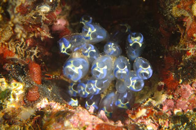 三浦の海、久しぶりに堪能！