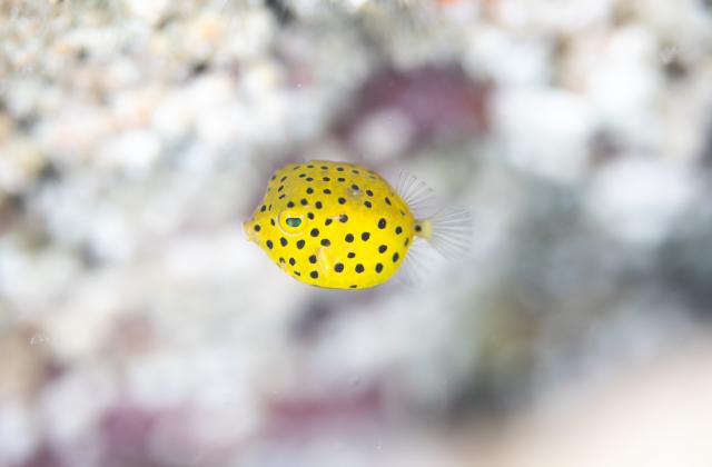 季節来遊魚続々