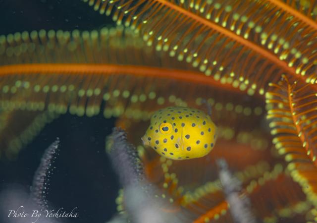 季節来遊魚続々