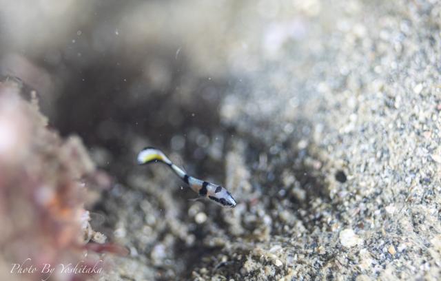 季節来遊魚続々