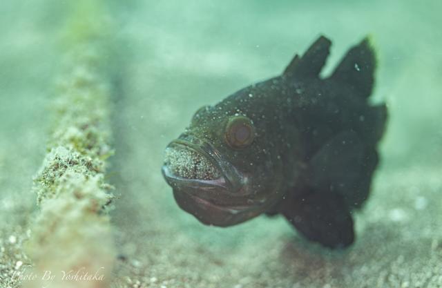 季節来遊魚続々