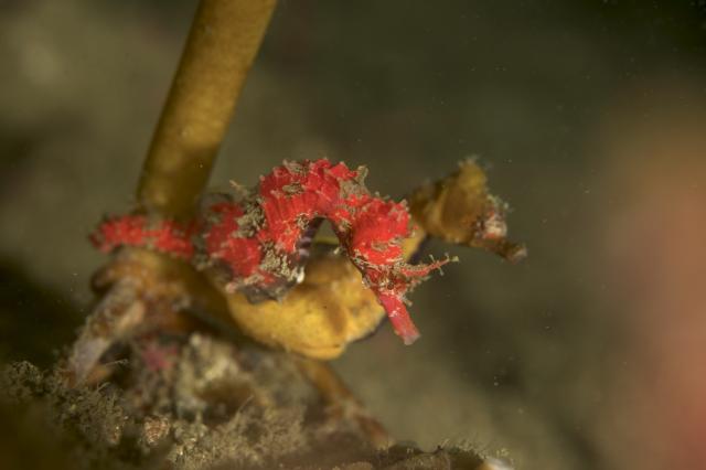 三浦の海！生物が充実！！