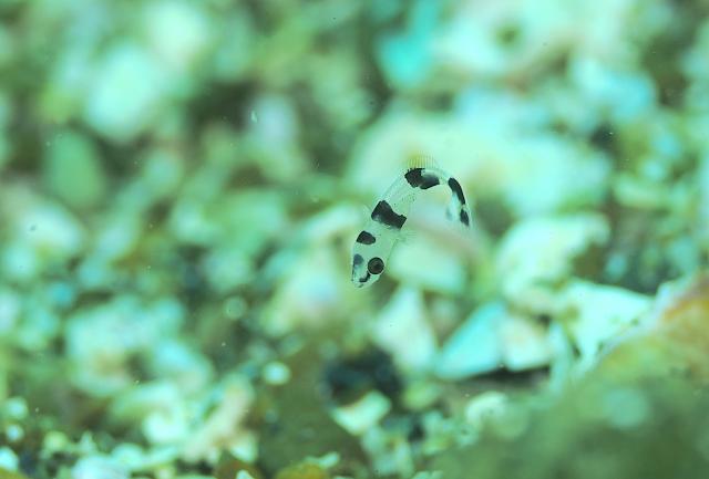 お誕生日ダイビング！　清水さんお誕生日おめでとうございます