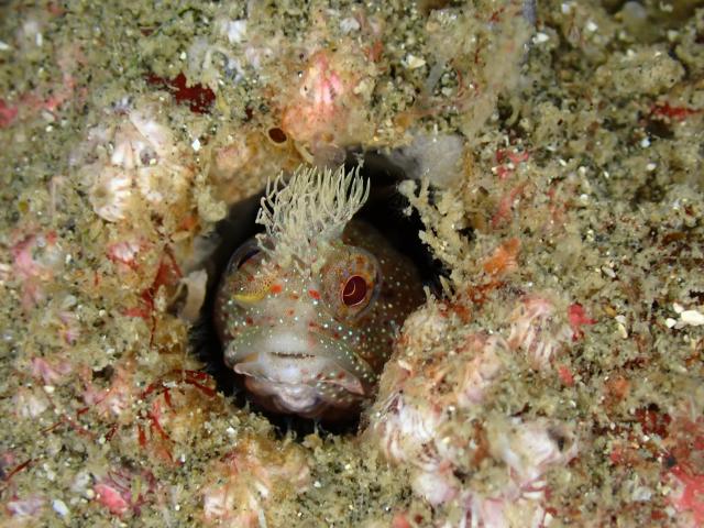 マクロ生物盛りだくさん