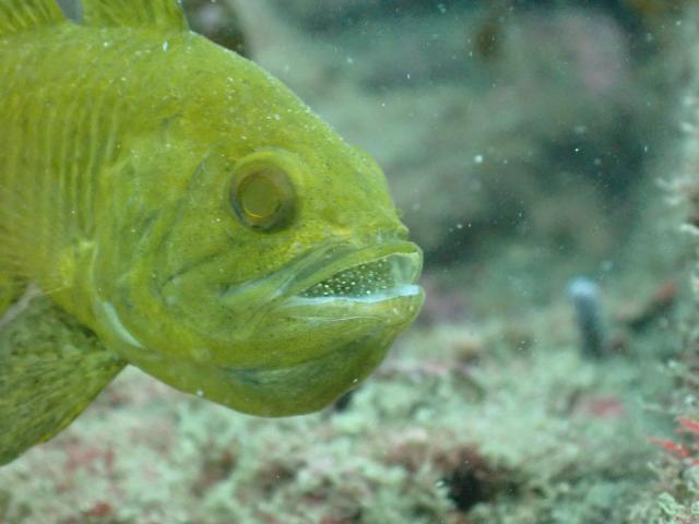 マクロ生物盛りだくさん