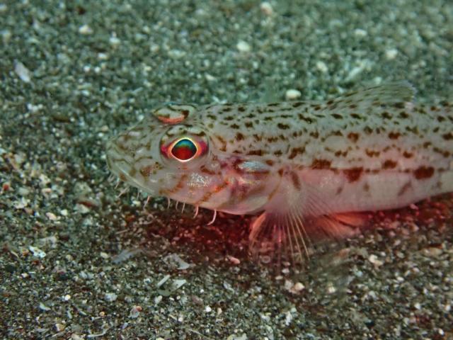 マクロ生物盛りだくさん