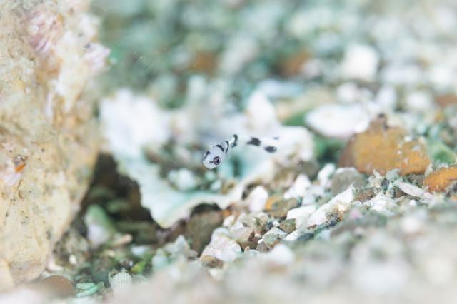 マクロ生物盛りだくさん
