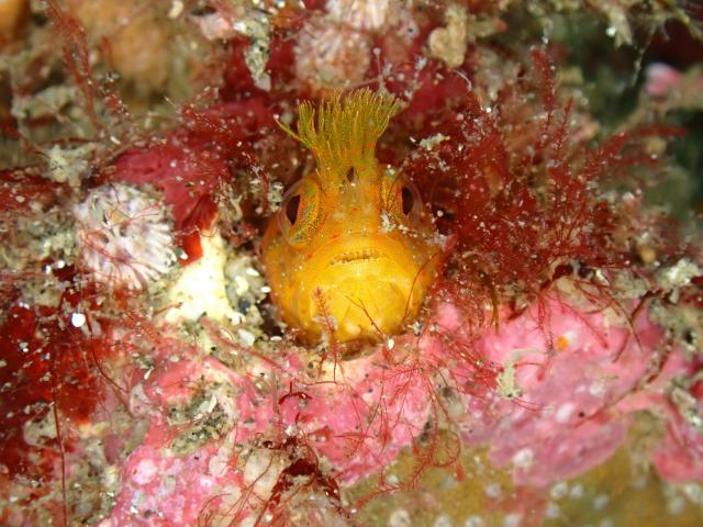 マクロ生物盛りだくさん