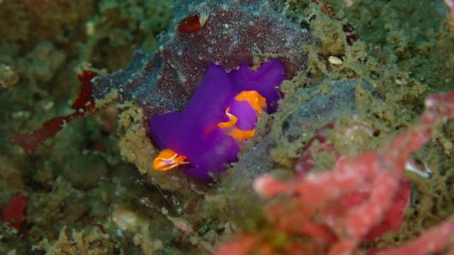 マクロ生物盛りだくさん