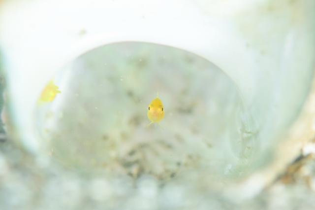 うねりが入ってきましたが、無事２本潜れました