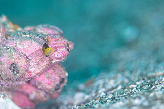可愛い生物いっぱい☺️