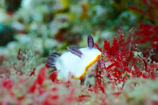 可愛い生物いっぱい☺️