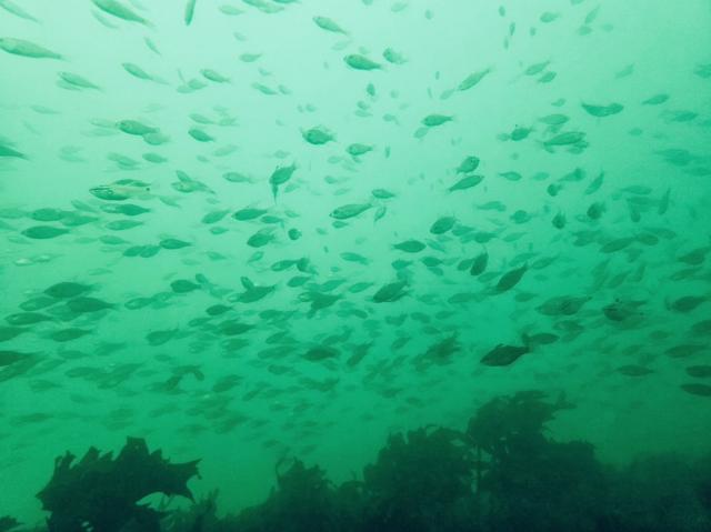 三浦の海・・・うねり大でした