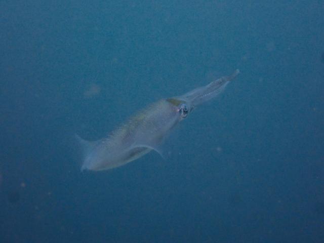 大賑わいの葉山