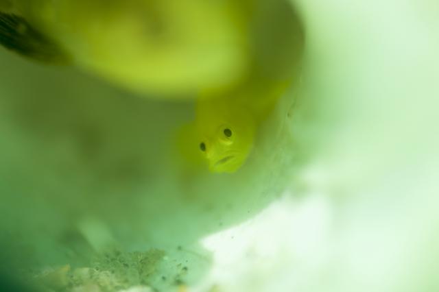 本日、ようやく晴れました！！残念ながらダイビング中は雨でした（笑）