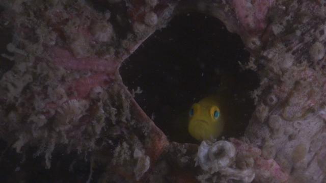 葉山フォトコンテスト表彰式の日程変更とお詫び