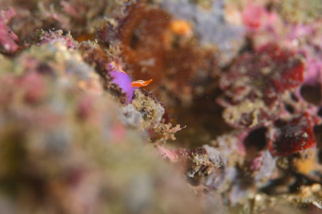 新生物登場！