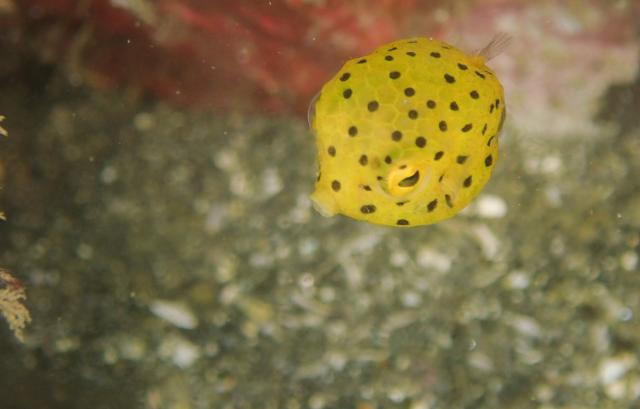 新生物登場！