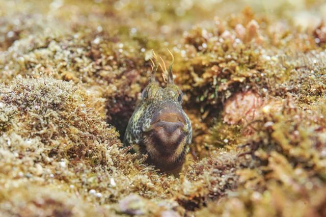 新生物登場！